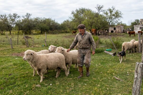 Chubut exime del impuesto inmobiliario a ganaderos en 2026